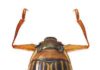 Meet Madagascar’s oldest animal lineage, a whirligig beetle with 206-million-year-old origins