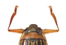 Meet Madagascar’s oldest animal lineage, a whirligig beetle with 206-million-year-old origins
