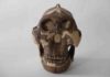 Meet the hominin species that gave us genital herpes