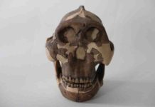 Meet the hominin species that gave us genital herpes