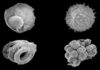 This is an image of assorted microfossils from the Ediacaran Khesen Formation, Mongolia.
