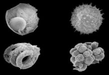 Mongolian microfossils point to the rise of animals on Earth This is an image of assorted microfossils from the Ediacaran Khesen Formation, Mongolia.