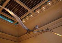 New research proves that birds and flying reptiles were friends, not foes pterosaurs