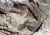 New tyrannosaur fossil is most complete found in Southwestern US Toe bones, the upper jaw and snout of the fossilized remains of a tyrannosaur skeleton