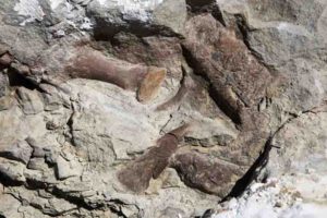 Toe bones, the upper jaw and snout of the fossilized remains of a tyrannosaur skeleton