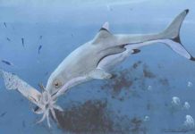 Prehistoric squid was last meal of newborn ichthyosaur 200 million years ago