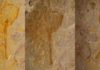 Scientists describe ‘enigmatic’ species that lived in Utah some 500 million years ago