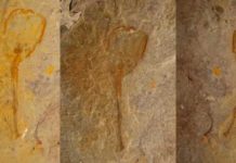 Scientists describe ‘enigmatic’ species that lived in Utah some 500 million years ago