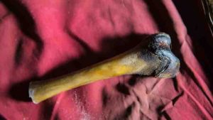 A femur bone from the decayed body of a purported Yeti found in a cave in Tibet