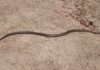 Aussie snakes and lizards trace back to Asia 30 million years ago Eastern brown snake