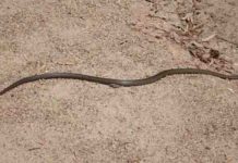 Aussie snakes and lizards trace back to Asia 30 million years ago Eastern brown snake