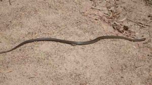 Eastern brown snake