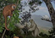 Caribbean islands reveal a ‘lost world’ of ancient mammals Caribbean animals