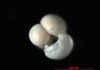 Decline in atmospheric carbon dioxide key to ancient climate transition shell of a fossil planktic foraminifera Globigerinoides ruber.
