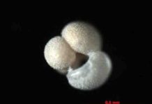 Decline in atmospheric carbon dioxide key to ancient climate transition shell of a fossil planktic foraminifera Globigerinoides ruber.