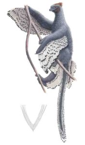 Depiction of Anchiornis and its contour feather.