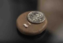 Finger and toe fossils belonged to tiny primates 45 million years ago early anthropoids