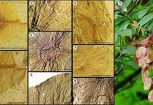 First Recorded Fossil of Dipteronia in East Asia Reported from Yunnan Fossil of Dipteronia brownii and extant Dipteronia browni