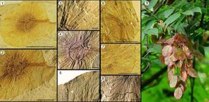 Fossil of Dipteronia brownii and extant Dipteronia browni