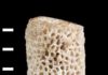 Fossil that fills missing evolutionary link named after University of Chicago professors Jablonskipora kidwellae