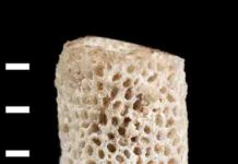 Fossil that fills missing evolutionary link named after University of Chicago professors Jablonskipora kidwellae