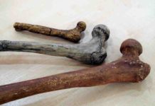Height and weight evolved at different speeds in the bodies of our ancestors Femoral head bones of different species illustrating the size range in the hominin lineage