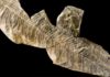 Hundreds of fossil tree specimens belong to a single species Seed ferns