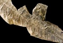 Hundreds of fossil tree specimens belong to a single species Seed ferns