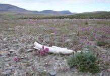 Male mammoths more often fell into ‘natural traps’ and died, DNA evidence suggests A mammoth tusk