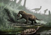 Mammals switched to daytime activity after dinosaur extinction Dinosaur illustration