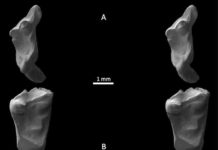 Man’s earliest ancestors discovered in southern England These are fossil teeth under electron microscope.