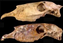 New Genus of Extinct Horses in North America Two skulls of the new genus Haringtonhippus from Nevada (upper) and Texas (lower).