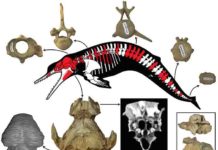 New postcranial skeleton of ancient dolphin Albertocetus meffordum found in South Carolina Albertocetus meffordum.