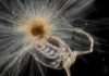 New study of plankton shells overturns decades-old understanding of their formation and chemistry Foraminifera Orbulina Universa eating a small copepod