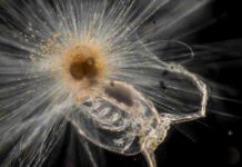 Foraminifera Orbulina Universa eating a small copepod
