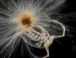 Foraminifera Orbulina Universa eating a small copepod