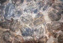 Oxygen levels link to ancient explosion of life, researchers find Trilobite, Ordovician fossils