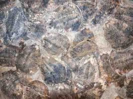 Trilobite, Ordovician fossils