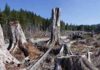 Past mass extinctions could help scientists prevent the next one learcut logging in the Pacific Northwest