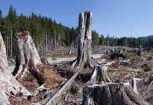 Past mass extinctions could help scientists prevent the next one learcut logging in the Pacific Northwest