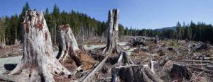 learcut logging in the Pacific Northwest