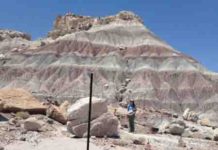 Research provides unique insight into extinction dynamics in late Triassic Petrified Forest National Park