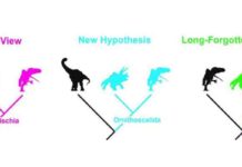 Time to rewrite the dinosaur textbooks? Not quite yet!