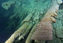 Unique underwater stalactites The Hells Bells in the El Zapote cave near Puerto Morelos on the Yucatán Peninsula.