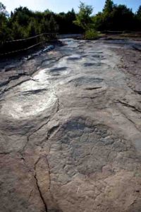 The sauropod trackway