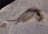 A 508 million year old sea predator with a ‘jackknife’ head Fossil specimen of Habelia optata from the Royal Ontario Museum.