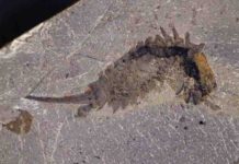 A 508 million year old sea predator with a ‘jackknife’ head Fossil specimen of Habelia optata from the Royal Ontario Museum.