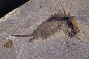 Fossil specimen of Habelia optata from the Royal Ontario Museum.