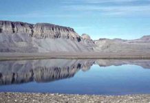 A hidden diversity of half-billion-year-old microscopic animal fossils