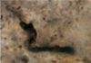 Ancient fossil microorganisms indicate that life in the universe is common This is a 3.465 billion year-old fossil microorganism from Western Australia.